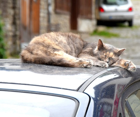 tortoise shell cat sleeping on car