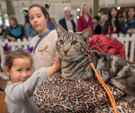 show cat breed at Cat Lovers Festival