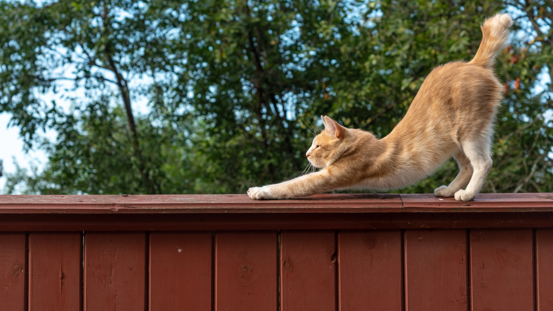 Understanding Cat Body Language